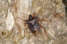 Shield Bug_M7A4126.jpg