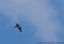 Hirundo_pacifica1.jpg