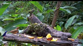 Panama_birdcam_02.JPG