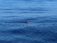 Puffin, Jan 2018, Cabo Salinas.jpg