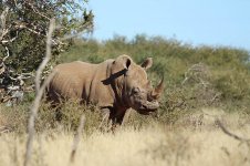 White Rhino rsa 2.jpg