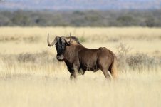 Black Wildebeest rsa 1.jpg