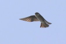 Northern House Martin (01) - Copy1.jpg