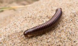 IMG_0103-3 Ommatoiulus sabulosus - Striped millipede maybe-2.jpg