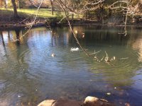 Ducks at the Pool.jpg