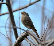 BLECK REDSTART F.JPG