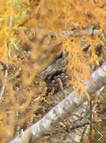 wryneck_30nov17_still_6868.jpg