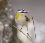 FIRECREST 8.JPG