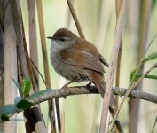 CETTI'S WARBLER.JPG