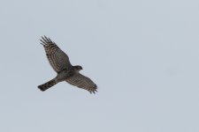 sparrowhawk_2cy_Apr-2017.jpg