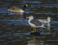 Large Gull_filtered.jpg