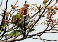 Unknown Bird San Gerardo de Dota_1.jpg