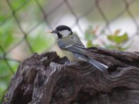 No se, bird feeding chicks in nest in carob trunk (8).jpg