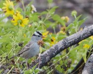 White Crowned Sparrow  3-31-2018.jpg