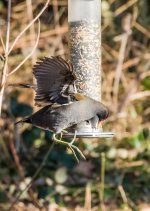 Moorhen-5475.jpg