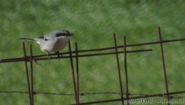 southern grey shrike.jpg