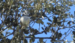 crested tit.jpg