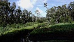 DSC09937 Creek @ Brisbane Airport.jpg