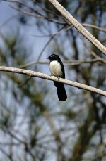 DSC09932 Willie Wagtail @ Brisbane Airport.jpg