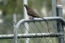 DSC09947 Bar-shouldered Dove @ Brisbane Airport.jpg