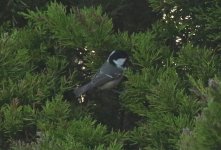 Coal Tit 010.jpg