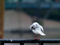 black-headed gull preening.jpg