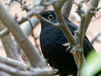 blackbird closeup.jpg