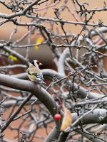 goldfinch in winter.jpg