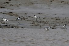 Pied Avocet.jpg