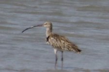 Far Eastern Curlew.jpg