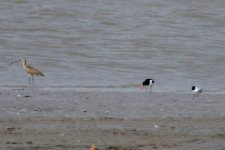 Oystercatcher & Far Eastern Curlew.jpg