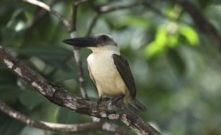 great billed kingfisher.JPG