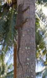 Lizard - Asian Water Monitor - Thailand Khao Lak - Nang Thong Beach - 18Jan17 - 08-134 aaa.jpg