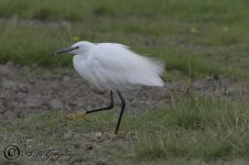 AWG Little Egret.jpg