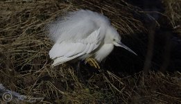 Little Egret.jpg