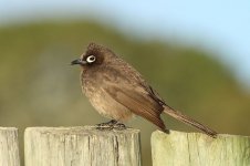 Cape Bulbul rsa 2.jpg