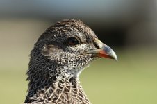 Cape Francolin rsa 1.jpg