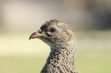 Cape Francolin rsa 2.jpg