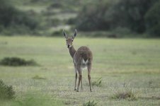 Grey Rhebok rsa 1.jpg