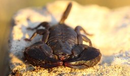 Cape Rock Scorpion rsa 1.jpg