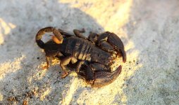 Cape Rock Scorpion rsa 2.jpg