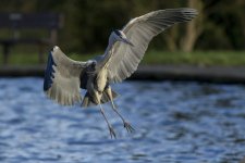 POOL HERON.jpg