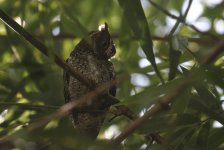 sula scops owl day roost.JPG