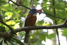 green backed kingfisher.JPG