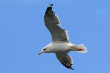 Heuglin's Gull (12) - Copy.jpg