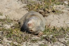 Cape Dune Mole Rat rsa 2.jpg