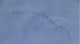 Glossy Ibis Kalloni Salt Pans by Eleftheria Pavli 040318.JPG