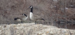 DSC00199. Canada Geese @ Farmingtonjpg.jpg