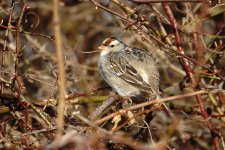 DSC00168 White-crowned Sparrow @ Farmington.jpg