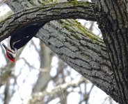 DSC00180 Pileated Woodpecker @ Farmington.jpg